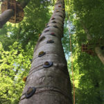 arbre équipé de prises d' escalad'arbre